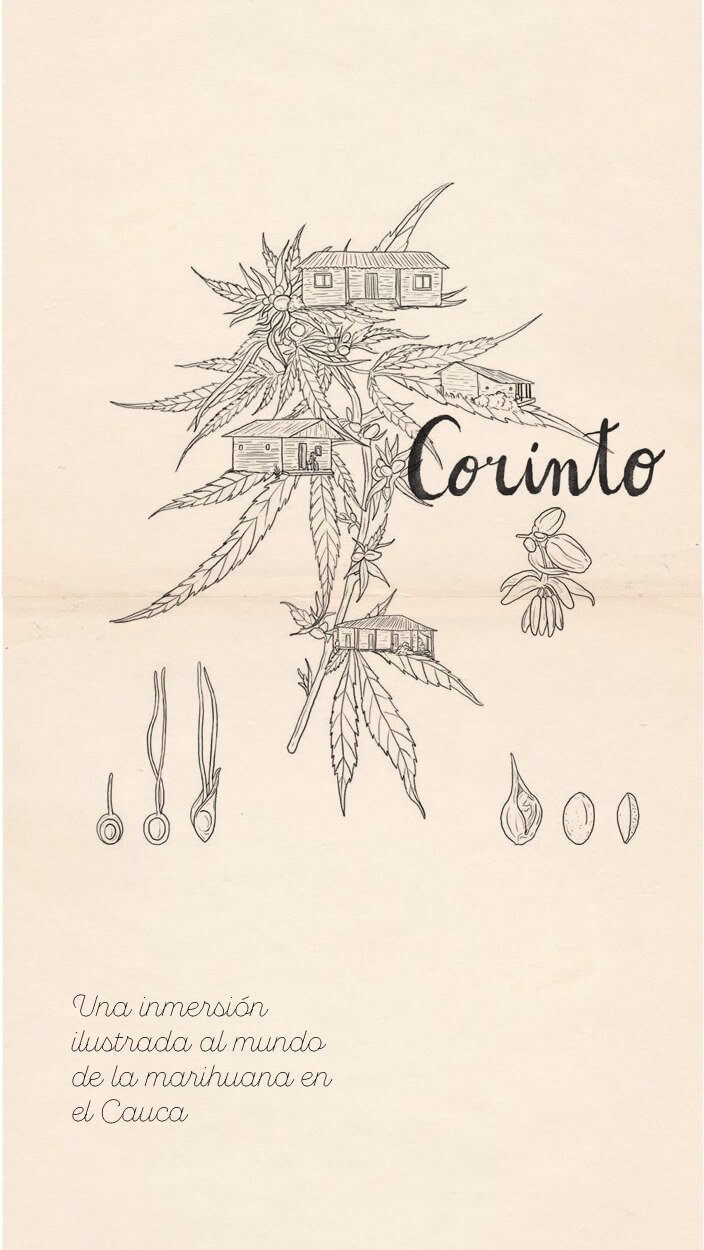 Una inmersión ilustrada al mundo de la marihuana en el Cauca