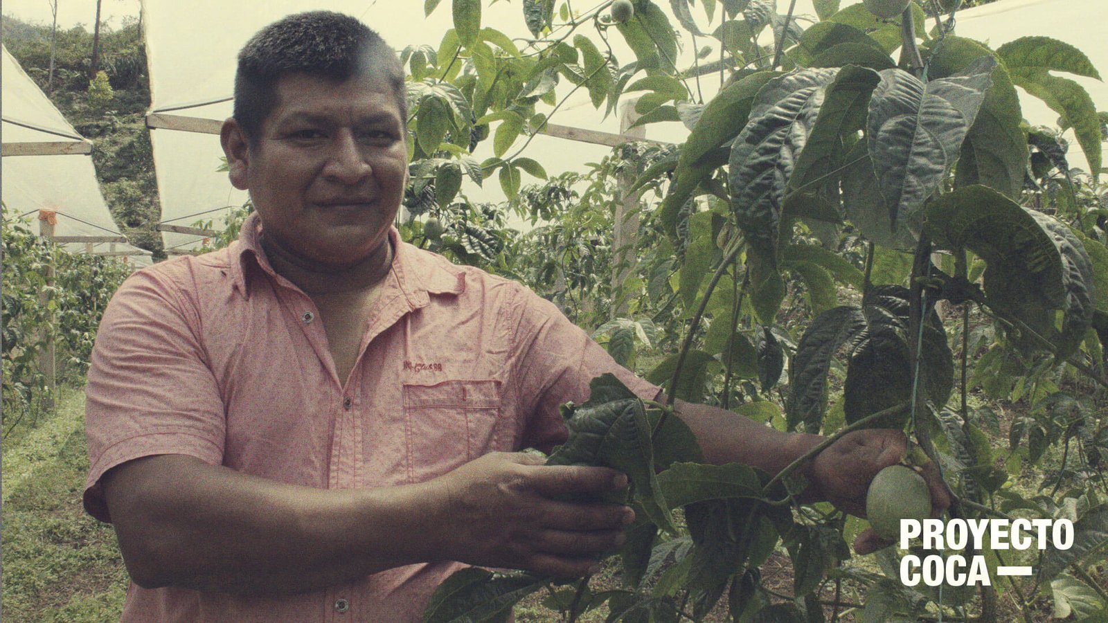 Gulupa: la fruta que puede ganarle a la coca y por la que nadie daba un peso