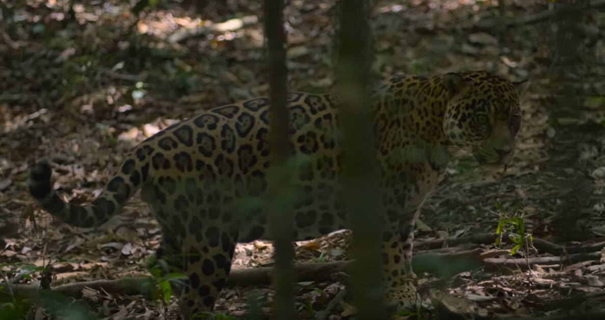¡Pacifista! presenta: El corredor del jaguar