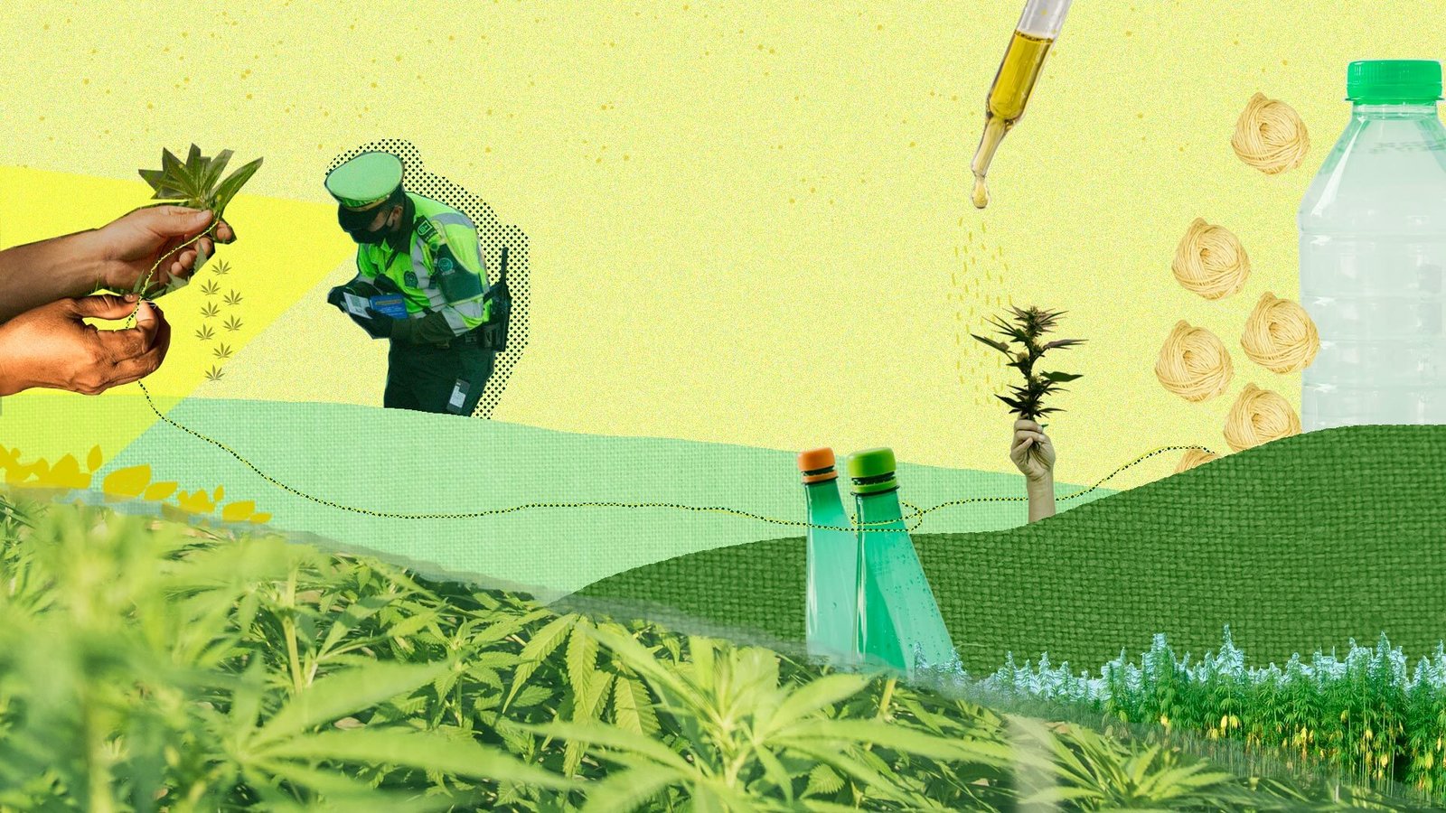 Cáñamo: el ‘primo’ del cannabis que industriales colombianos quieren transformar en textiles y biocombustibles
