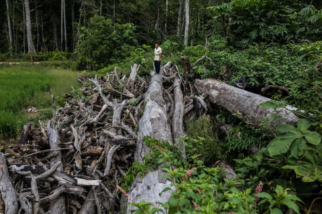 La comunidad nativa Caimito, en Perú, ha perdido por lo menos 200 hectáreas de bosques primarios, aseguran los líderes indígenas. Foto: Sebastián Castañeda.