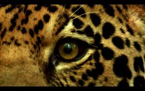 ¡Pacifista! presenta: El corredor del jaguar