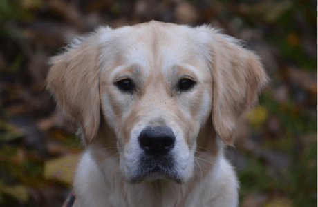 ¿Por qué el tema del maltrato a los animales no lo discuten los candidatos?