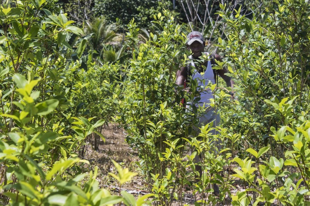 Más allá de las cifras de cultivos…¿Qué está pasando con los campesinos cocaleros?