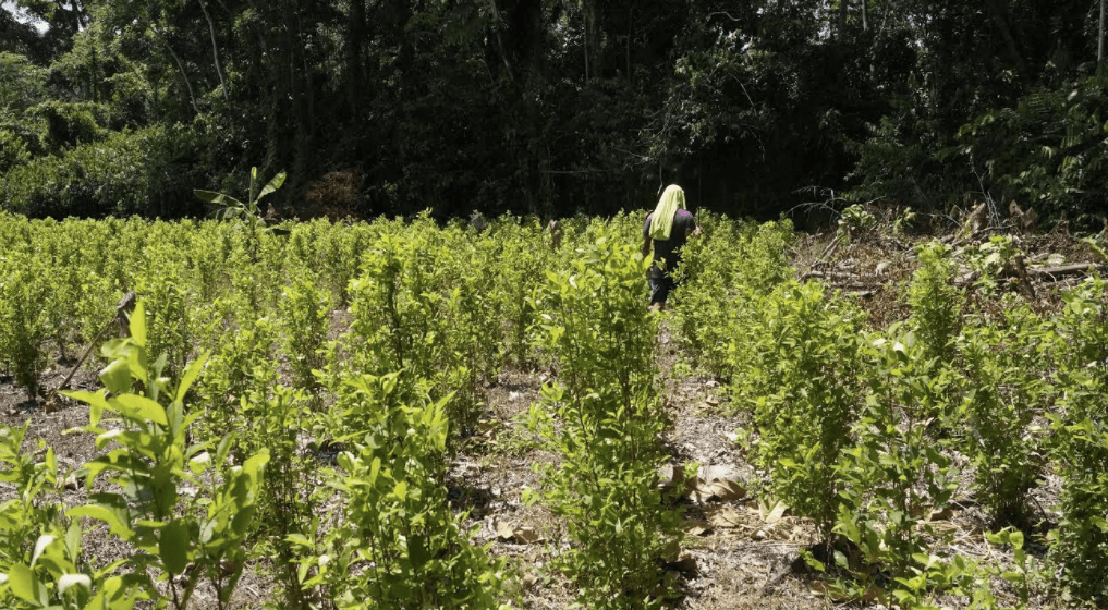 La historia no contada: cuando la coca traía educación y salud a las regiones