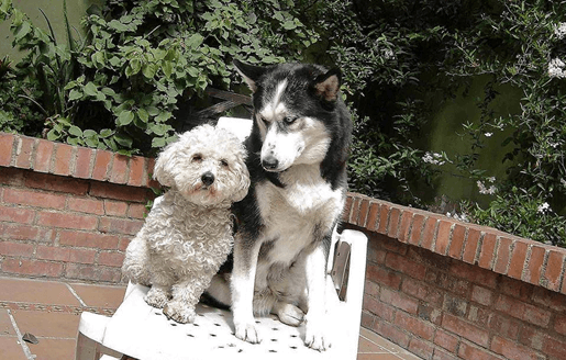 Rapanui y la ‘Niña Ceci’, los perros de la paz