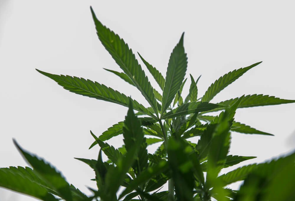 En el Cauca, la marihuana medicinal puede ser una ruta para el posconflicto