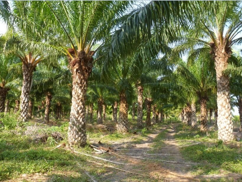 ¿Cuál es la relación entre la palma aceitera y el despojo de tierras?