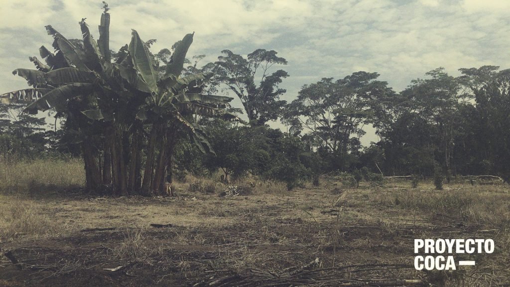 Sí: tenemos el récord de coca, pero la erradicación está funcionando