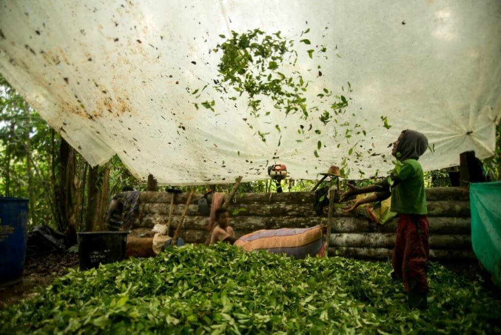 Las cifras de la coca y la cocaína en Colombia se volvieron a disparar