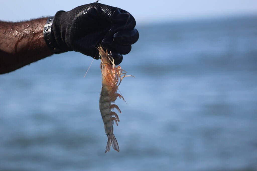 Camarones pesca Pacífico