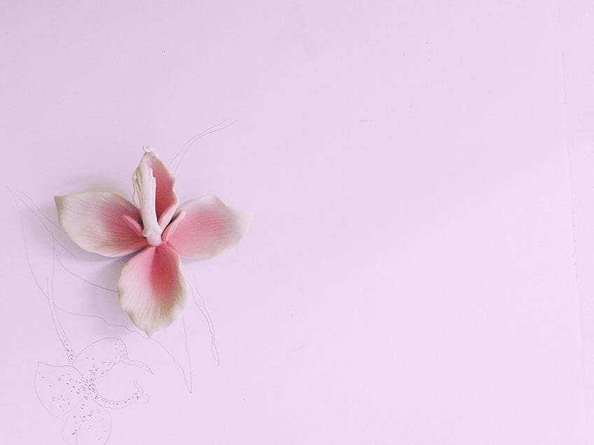 Una abeja y una orquídea dan lecciones sobre conflicto y desplazamiento
