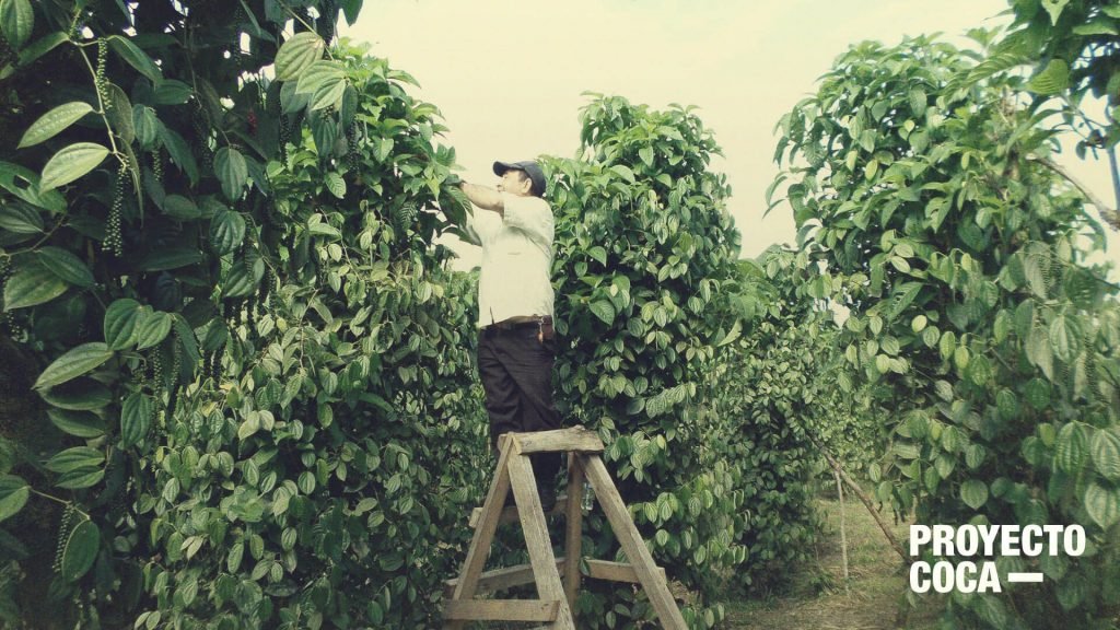 El contrabando está arruinando este caso exitoso de sustitución de coca