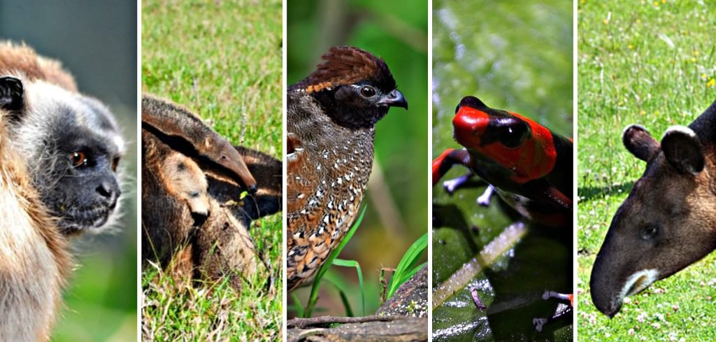 Cinco animales que conviven con el conflicto armado