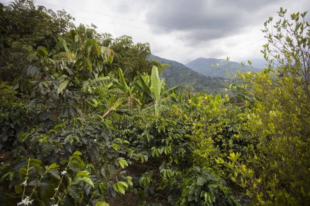 #CaravanaPacifista Postal del Norte del Cauca: dos Colombias, dos promesas