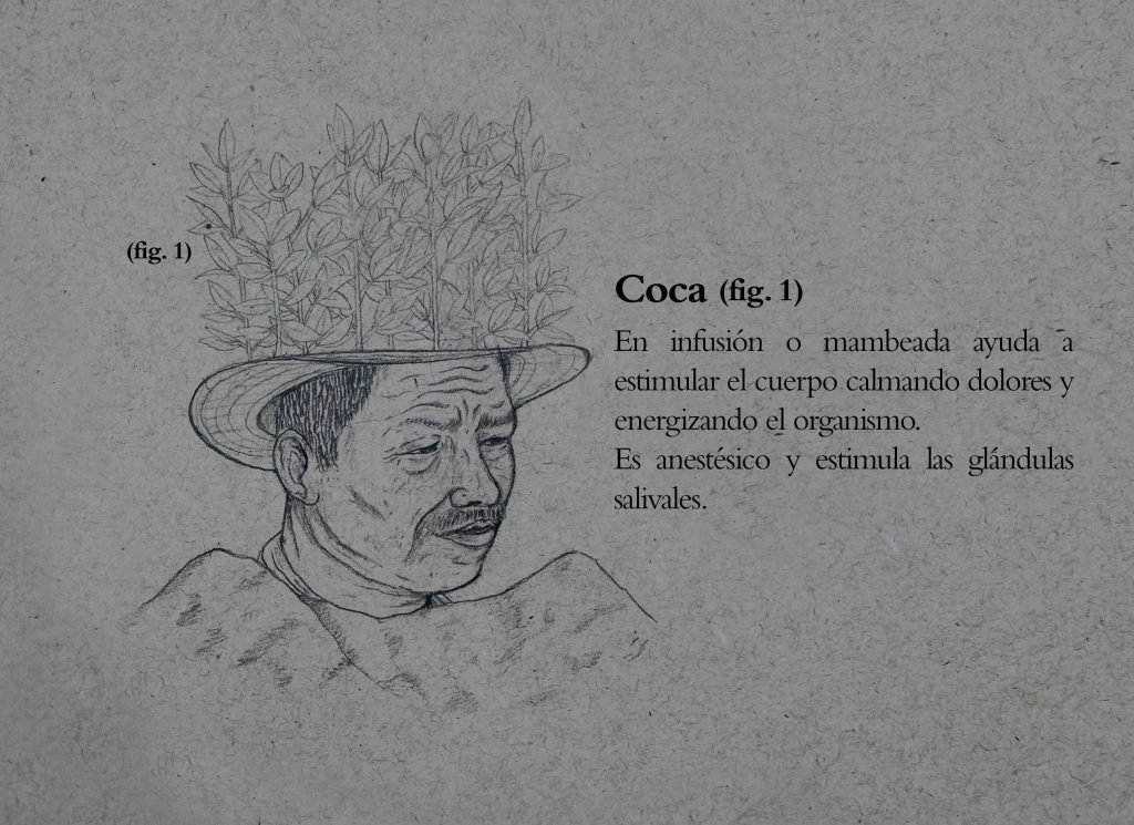 Un mundo distinto: lo que aprendí sobre las plantas medicinales de los Nasa