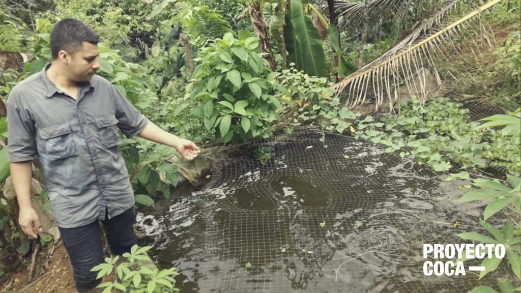 Con peces ornamentales, los campesinos del Valle están saliendo de la coca