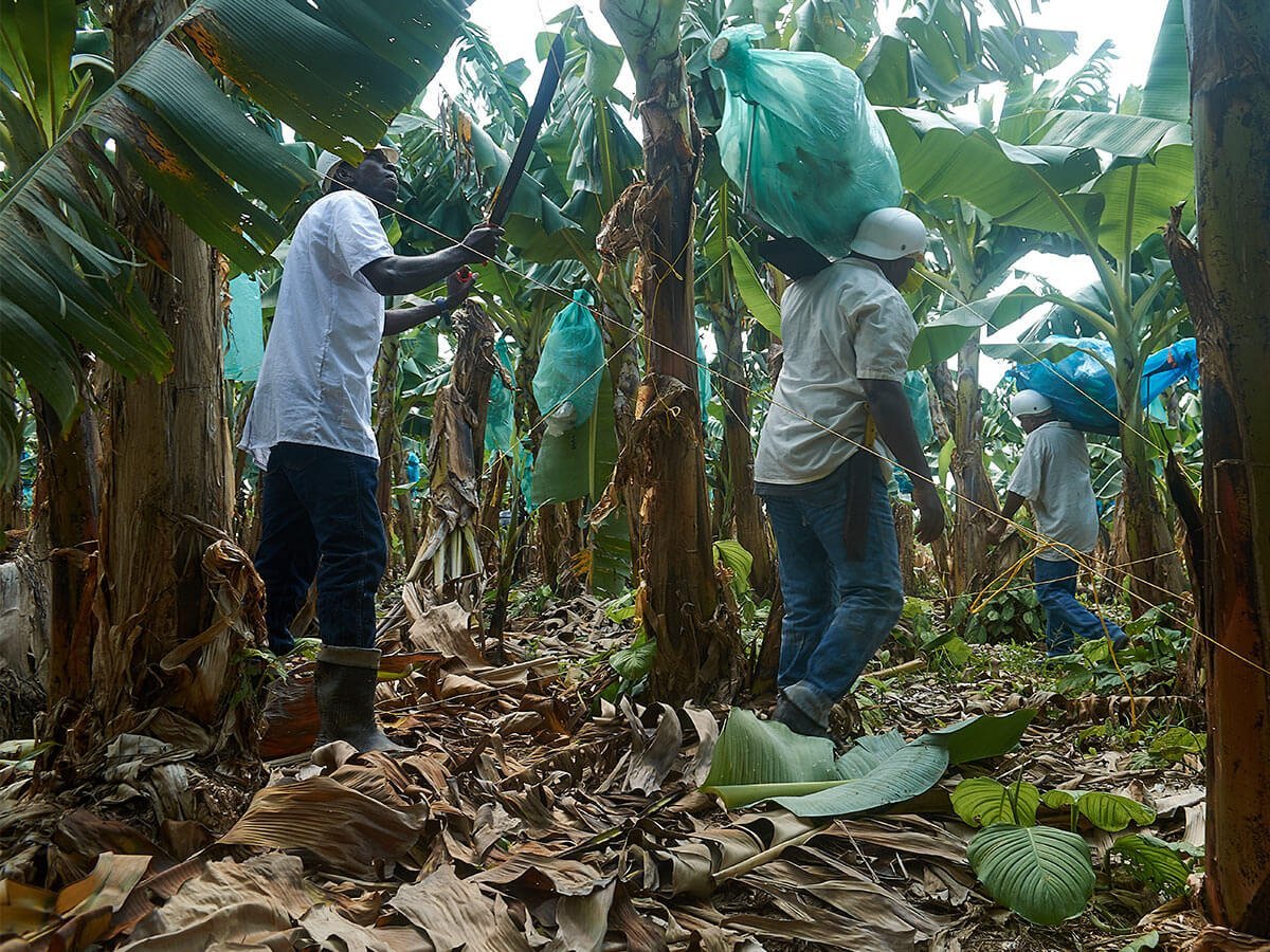 Trabajadores bananeros