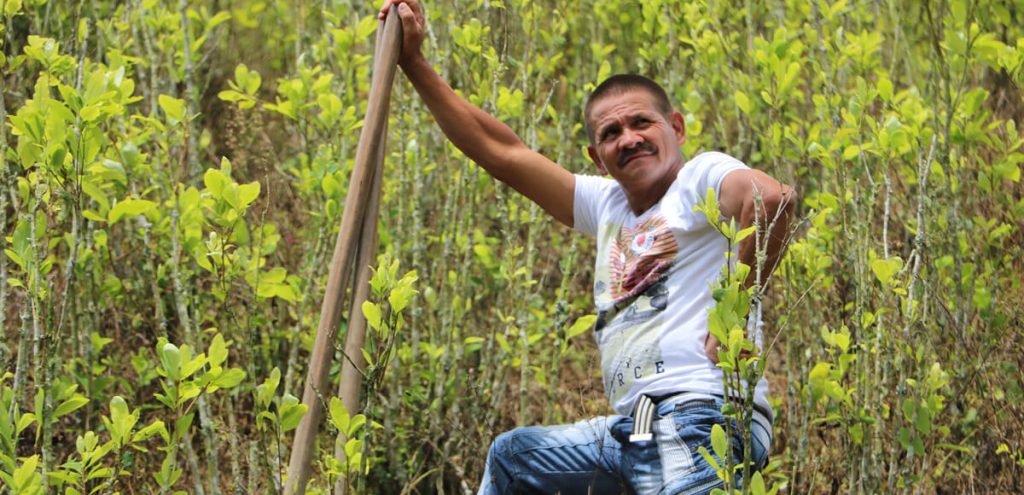 Fumigar con glifosato en Antioquia: ¿Un remedio peor que la enfermedad?
