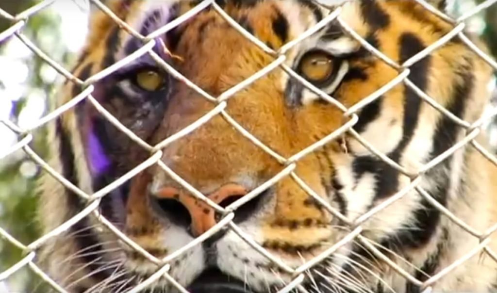 Siete animales salvados en Cali: internet los libró de la eutanasia