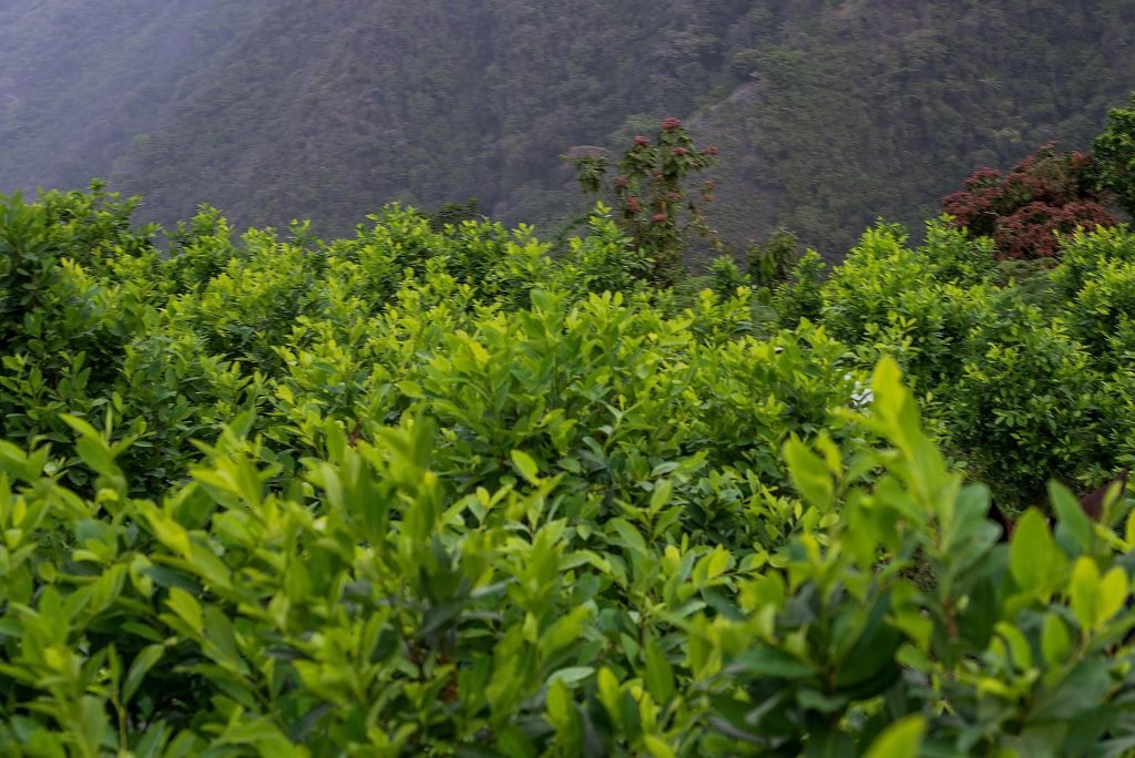 ¿Un campesino podría ser extraditado a Estados Unidos por cultivar coca en Colombia?
