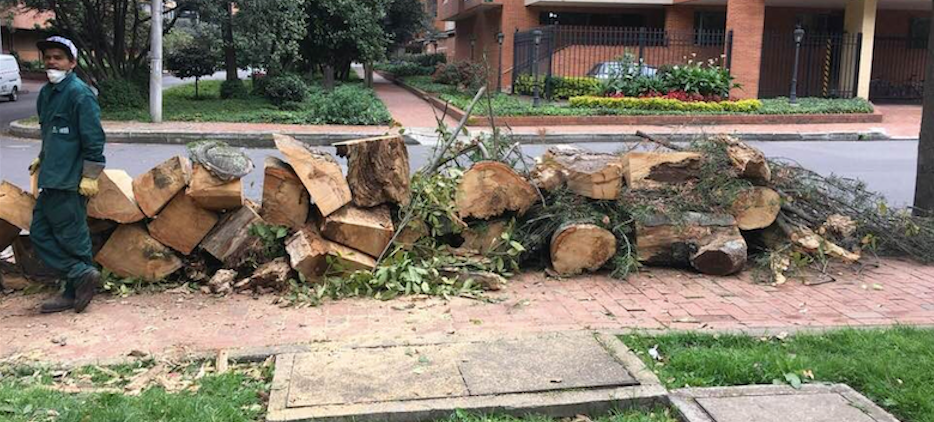 Necesitamos más árboles en la ciudad y menos troncos en la Alcaldía
