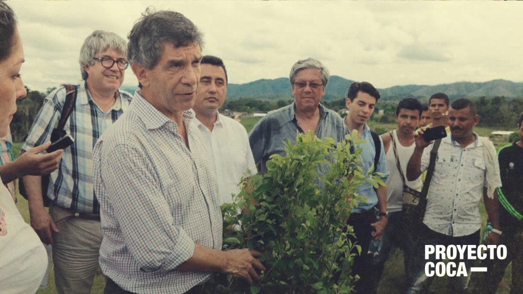 Más erradicación voluntaria de coca que sustitución: el adiós del gobierno Santos