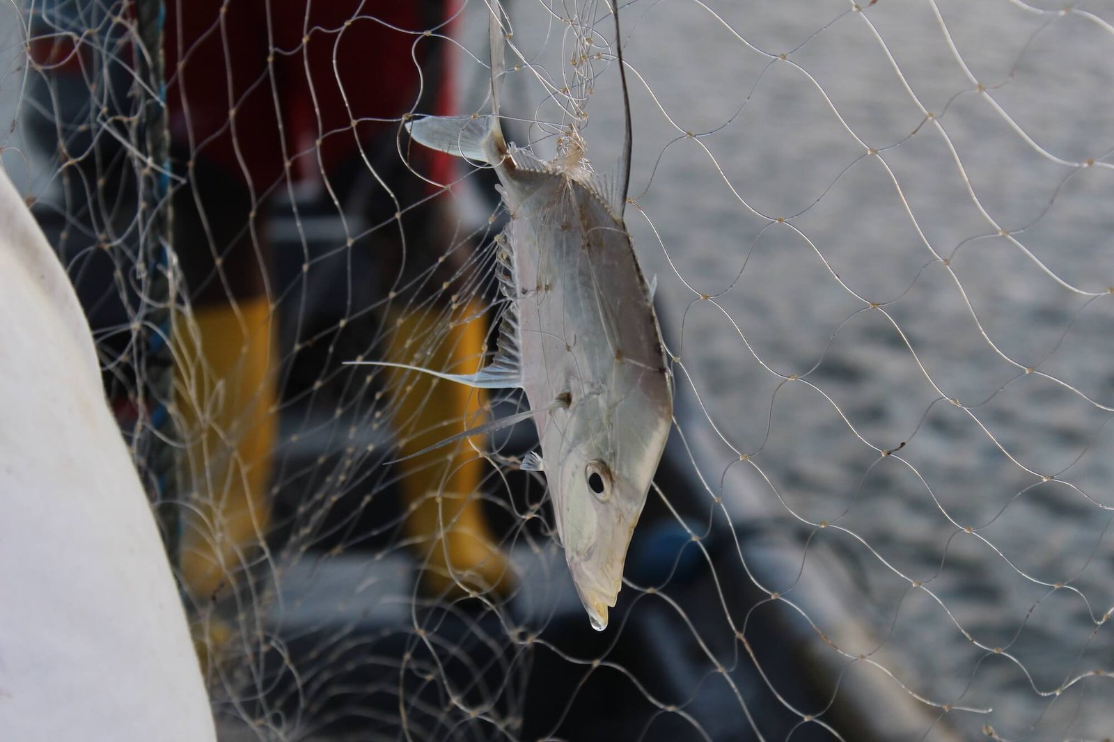 Camarones pesca Pacífico