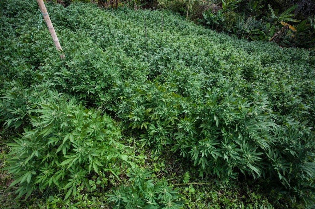 #CaravanaPacifista 11 de noviembre: ¿En el Cauca es mejor cultivar marihuana que coca?