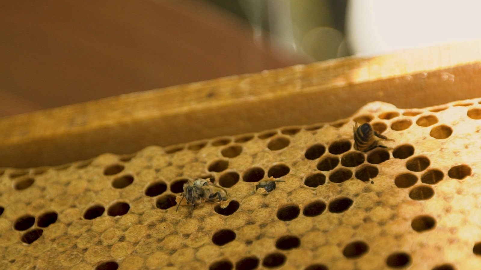 Panal_Abejas