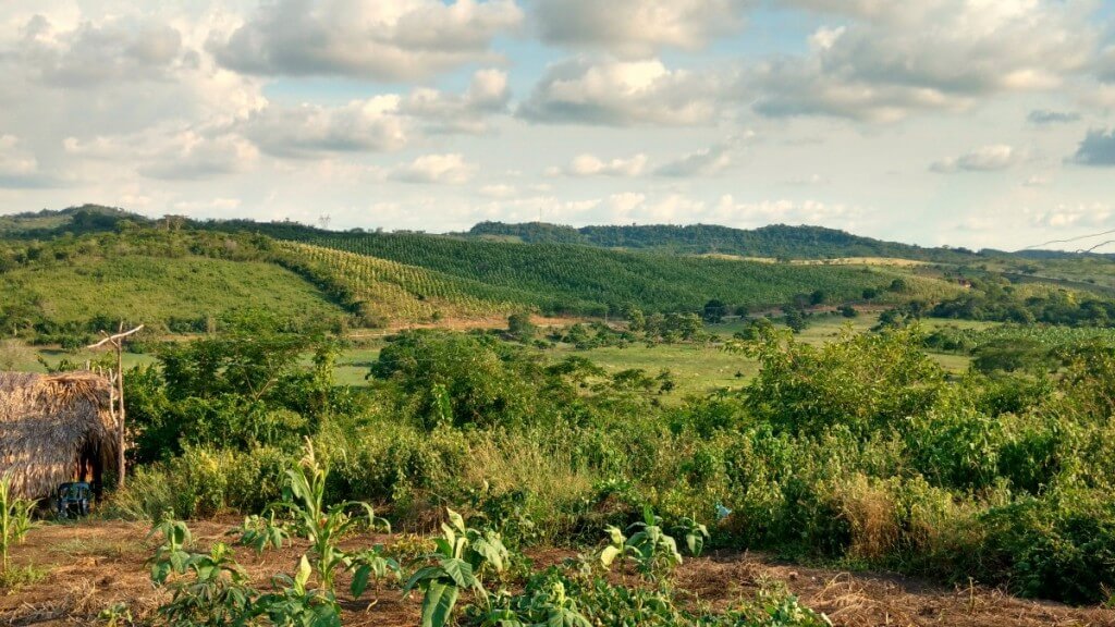 En el paisaje de los Montes de María se atraviesan grandes extensiones de tierra dedicadas a los monocultivos de teca o palma africana.