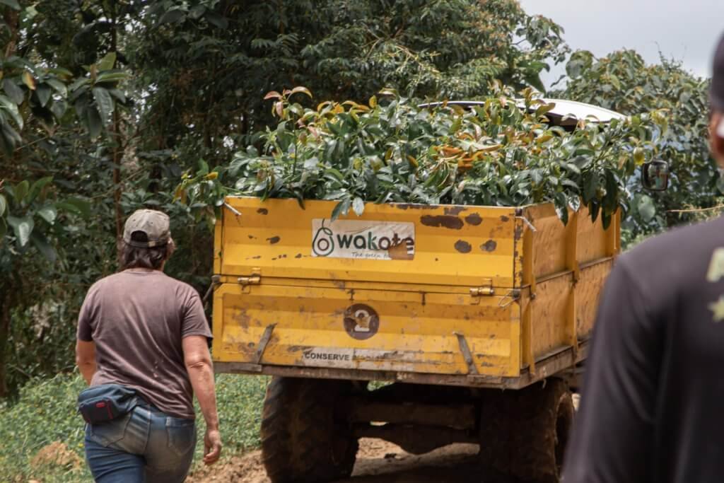 Camión de Wakate cargado de plantas, vía a la escuela Morro Azul. Crédito Sandra Bejarano Aguirre.