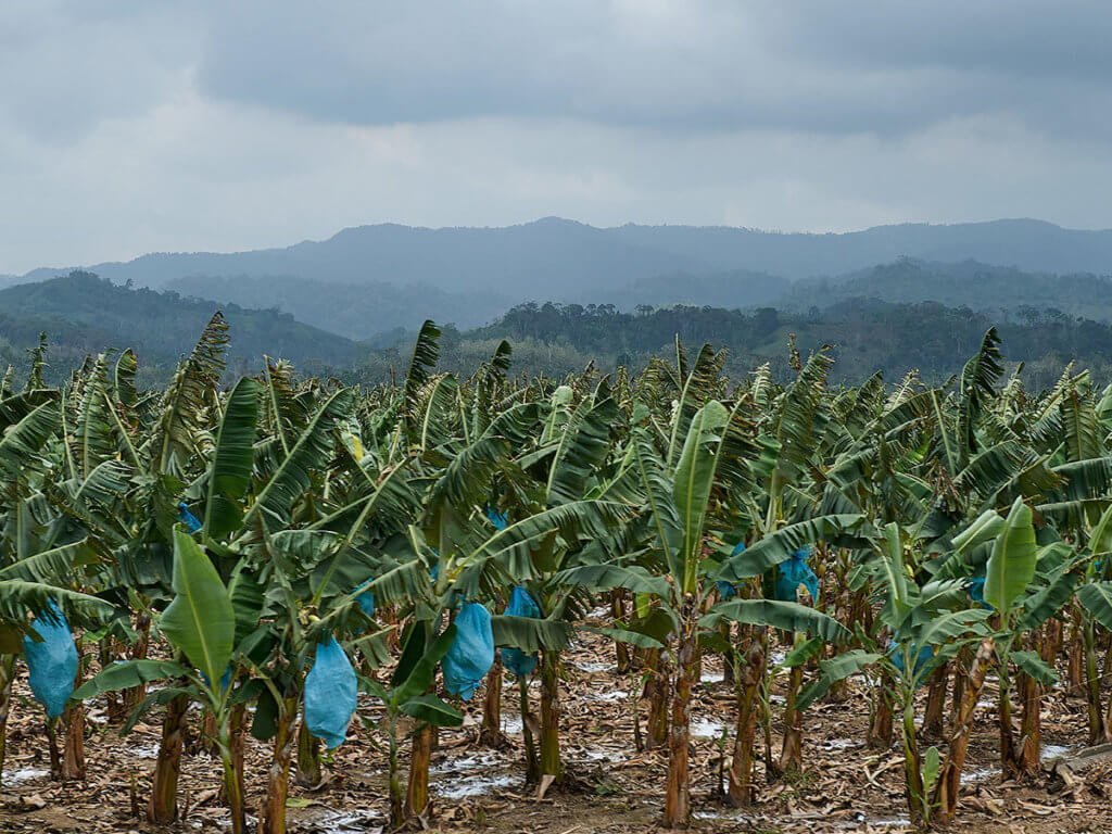 Plantación de banano