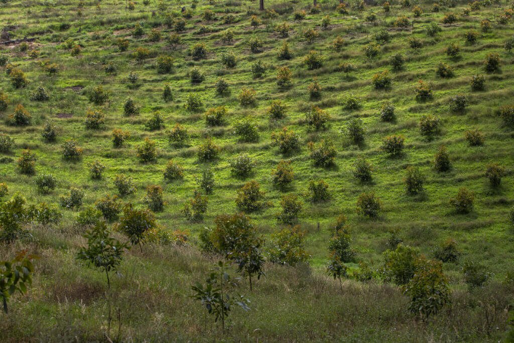 Los árboles de aguacate hass tardan entre cuatro y siete años en llegar al punto de equilibrio. Esta es la etapa en la que consumen mayor cantidad de agua. Foto: Juan Manuel Barrero Bueno.