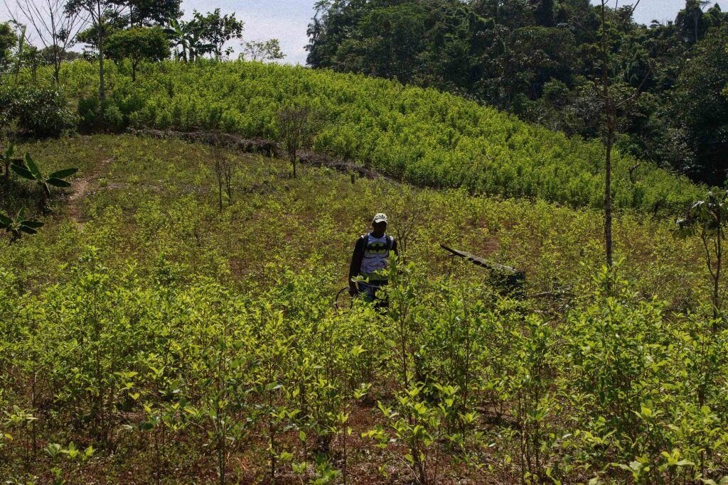 En las entrañas de la zona más cocalera del país