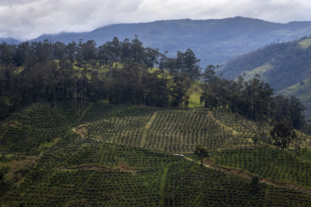 La finca El Placer, en la vereda Potosí de Cajamarca, es blanco de denuncias por tala de bosque para sembrar aguacate hass. Cortolima la sancionó y además estudia los casos de los predios El Oso, Costa Rica y La Suiza. Foto: Juan Manuel Barrero Bueno.