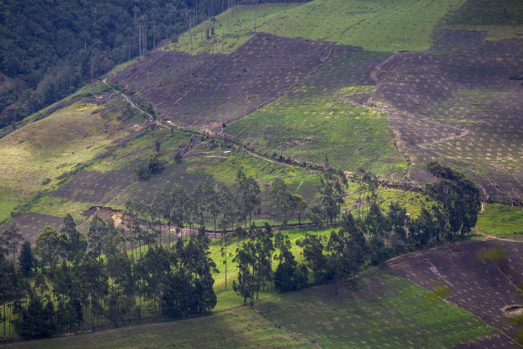 En el Cañón de Anaime se puede observar extensiones de tierra talada y en preparación para sembrar aguacate hass. Foto: Juan Manuel Barrero Bueno.