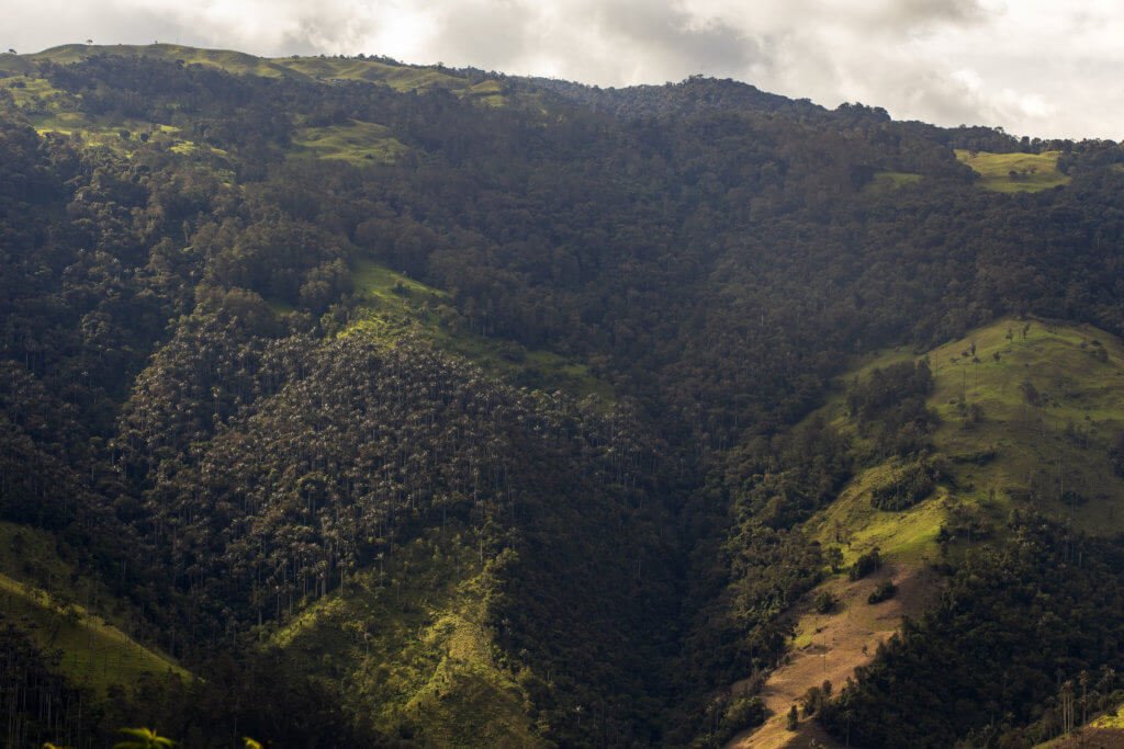 Los reductos de bosque de niebla, o sotobosque, que conserva Cajamarca, son hogar de aves endémicas y antesala de un complejo de páramos que abastece de agua toda la región. Foto: Juan Manuel Barrero Bueno.