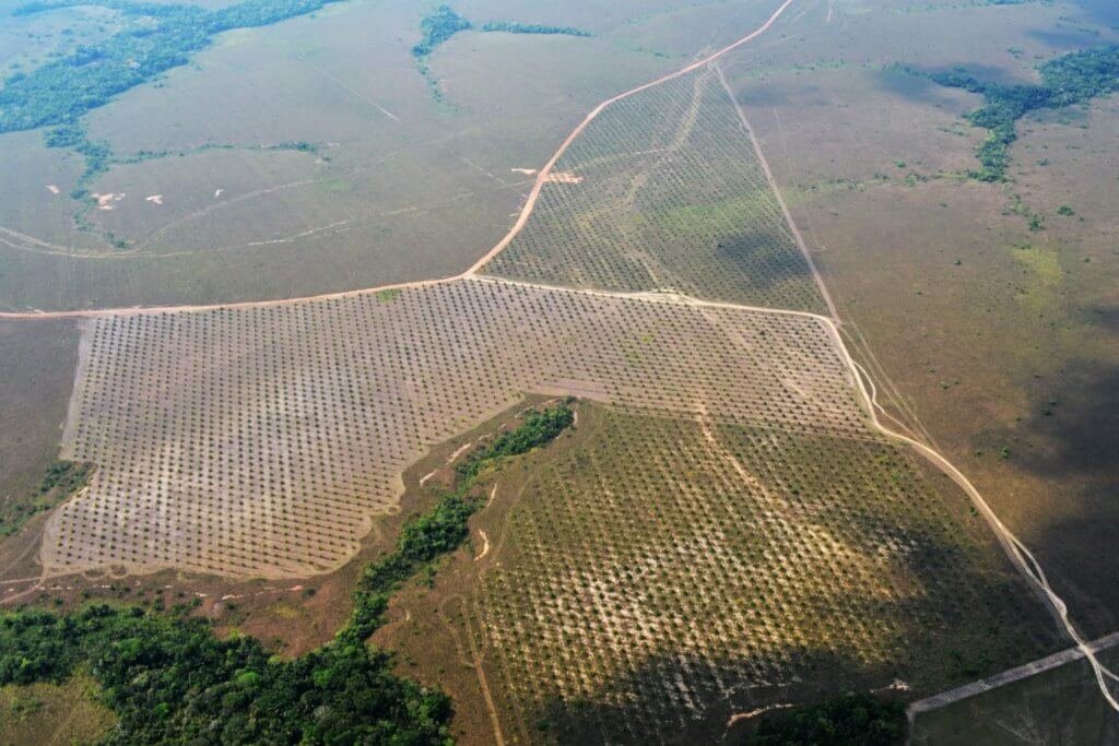 Palma ilegal en el departamento de Guaviare. Foto: Fundación para la Conservación y el Desarrollo Sostenible.