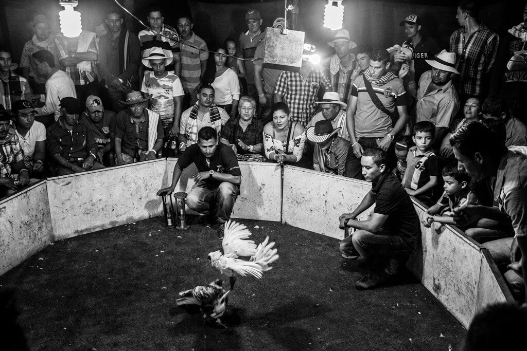 pelea-de-gallos