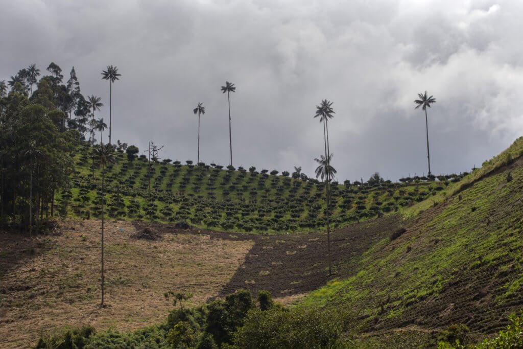 Las sanciones por tala no abarcan todo el bosque de niebla, sino que se aplican solo a la palma de cera. Por eso en los cultivos suelen tumbar todo excepto la palma. Foto: Juan Manuel Barrero Bueno.