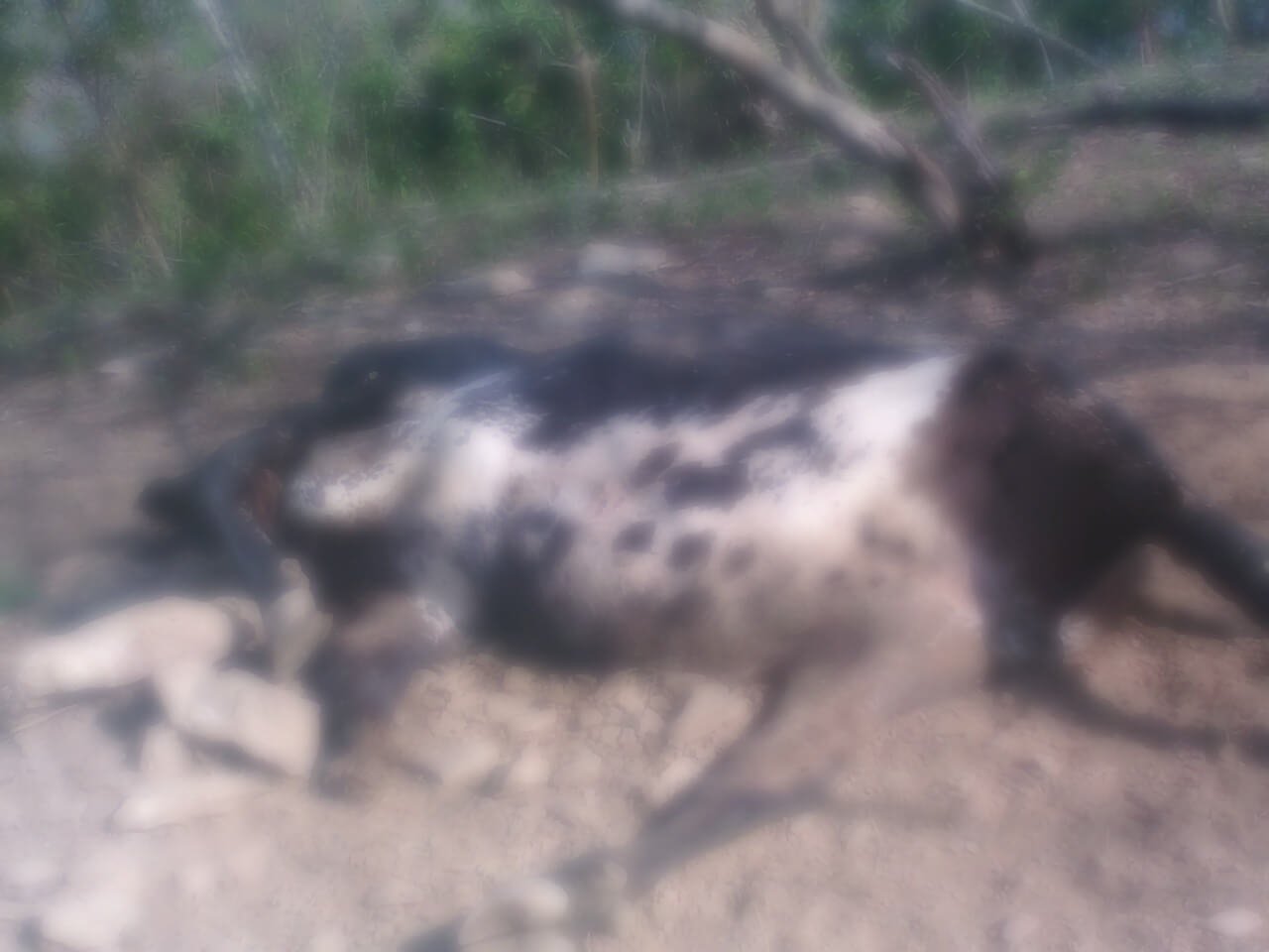 Varios pobladores de Orejón escucharon la detonación que mató a una vaca en una de las zonas delimitadas para el desminado humanitario. Foto: Cortesía