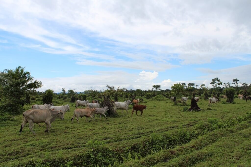 ‘Ocho reclamantes de tierras de Urabá le mintieron a la justicia’: Corte Suprema
